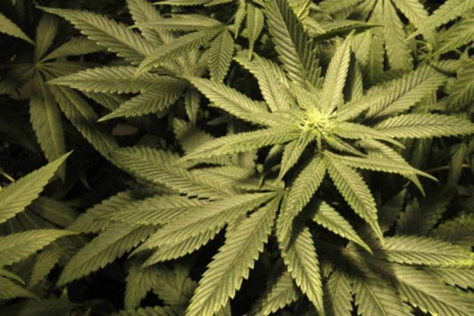 Quais são os lugares onde a maconha é legalizada? E descriminalizada?