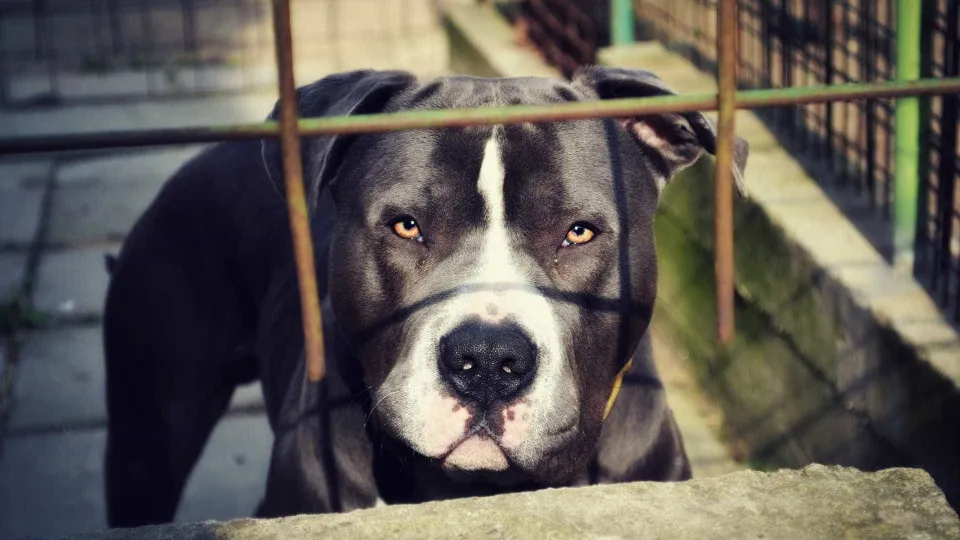 Idosa de 75 anos morre após ser atacada por pitbull no RJ
