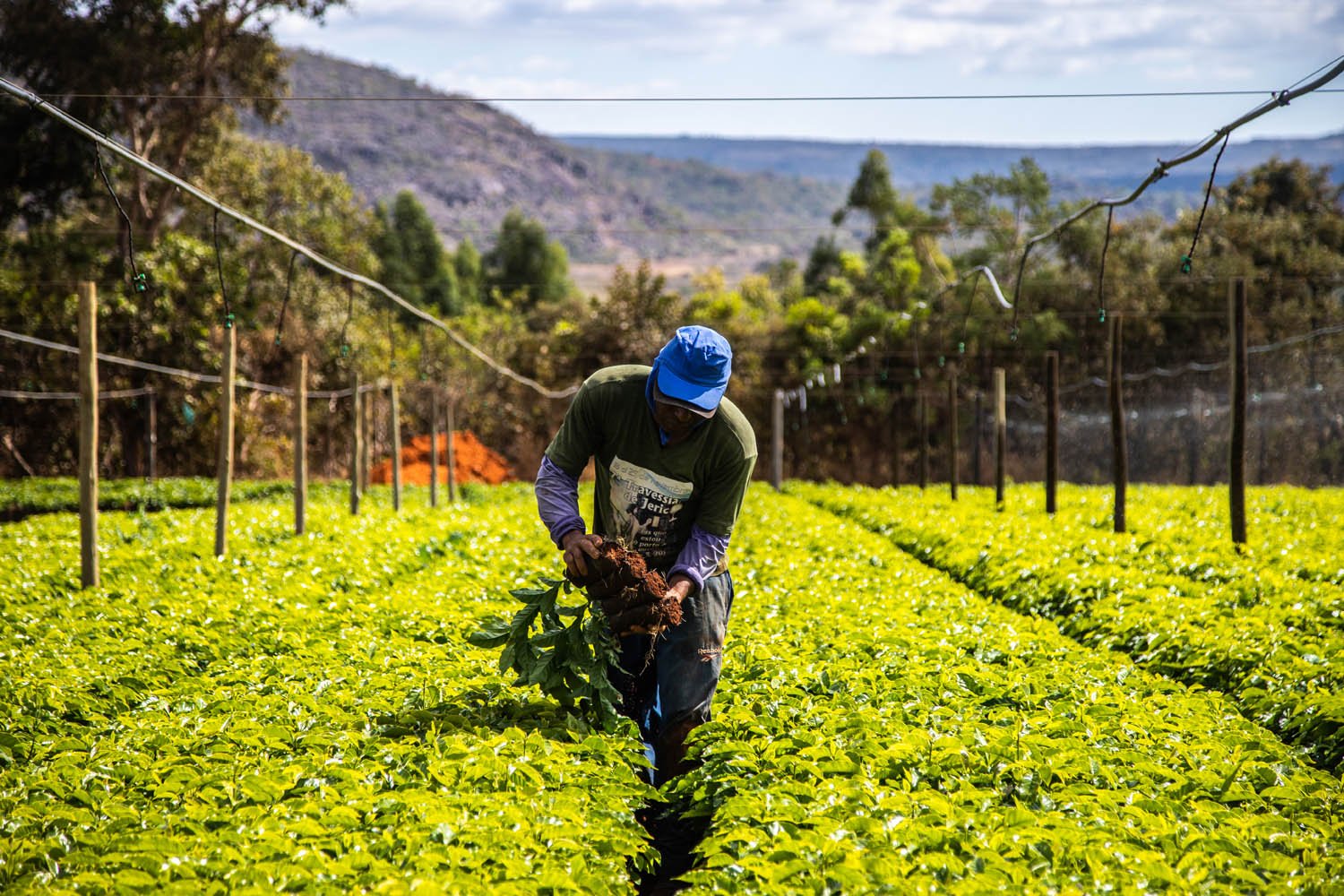 Dia do Agricultor: 10 frases para celebrar a data