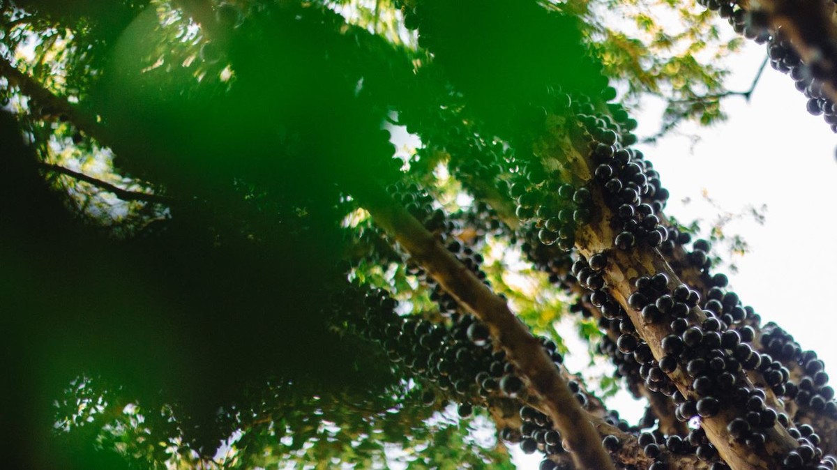 Por que a jabuticaba é a 2ª melhor fruta do mundo e ultrapassou o açaí? Veja o que ela tem de especial